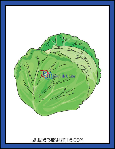 clip art - cabbage