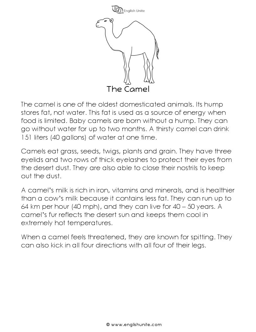 English Unite - Short Story - The Camel