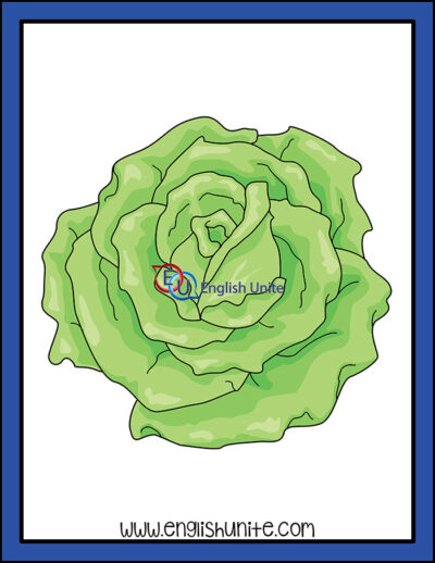 clip art - lettuce