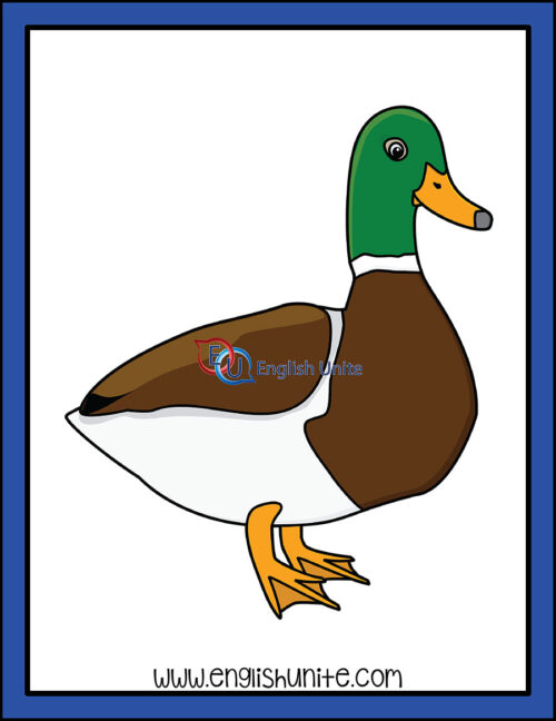 clip art - duck