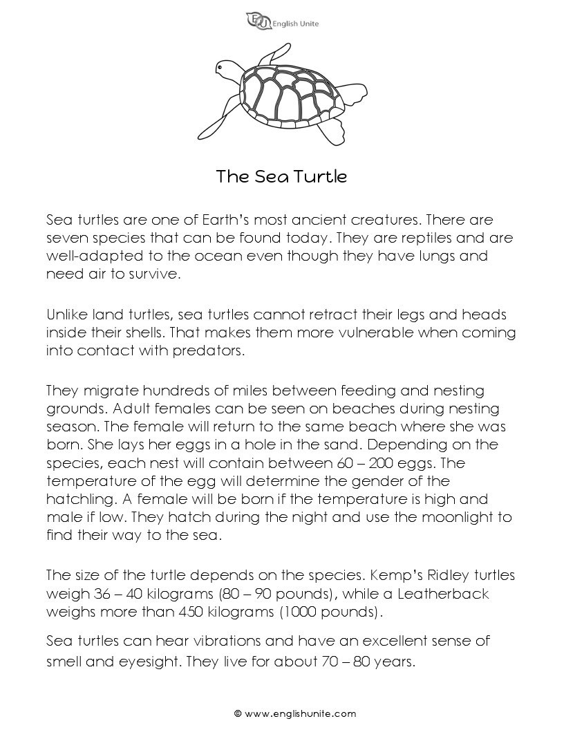 English Unite - Short Story - The Sea Turtle