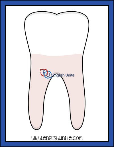 clip art - tooth