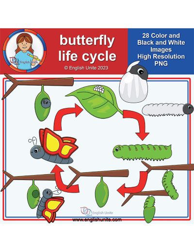 clip art - butterfly life cycle