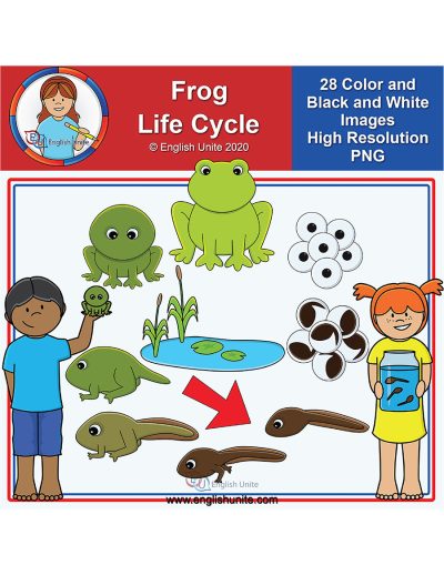 clip art - frog life cycle