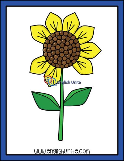 clip art - counting sunflower petals eight