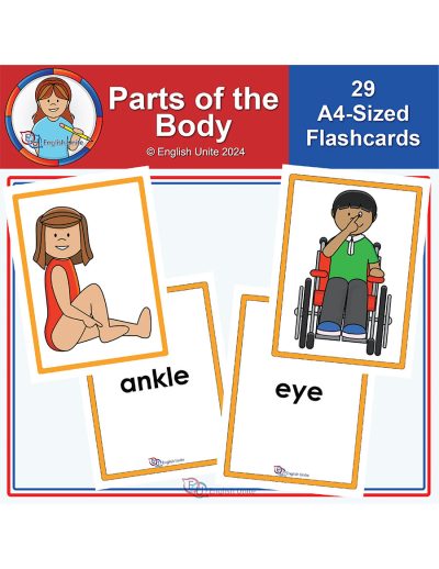 flashcards - a4 parts of the body