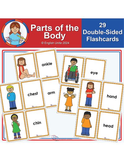 flashcards - parts of the body