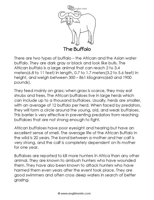 Short story - The buffalo 1