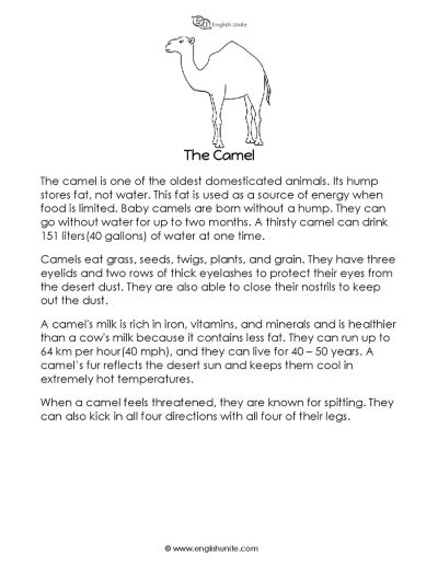 Short story - The camel 1