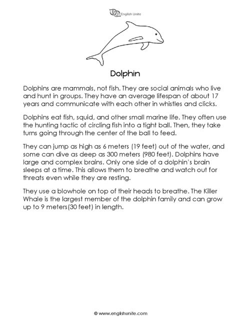 Short story - The dolphin 1