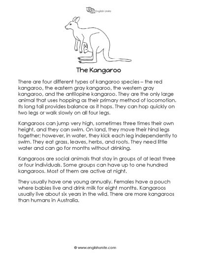 Short story - The kangaroo 1