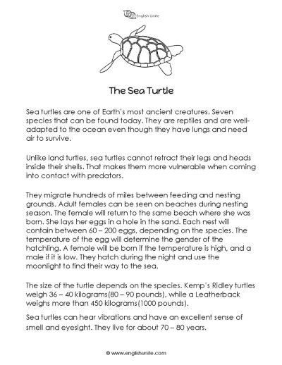 Short story - The sea turtle 1