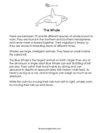 Short story - The whale 1